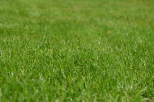 Port Townsend and Jefferson County Lawn and Garden Care. Grass care